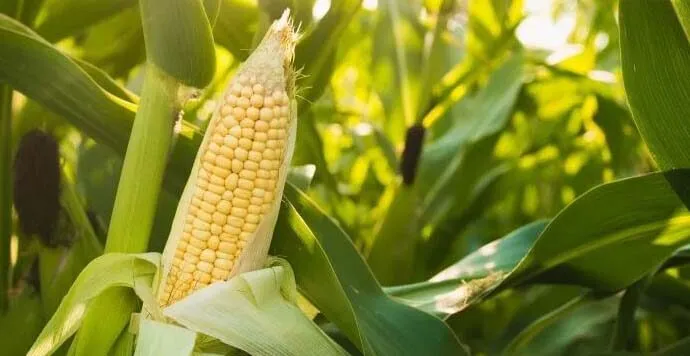 PLA Filament Nasıl Yapılır